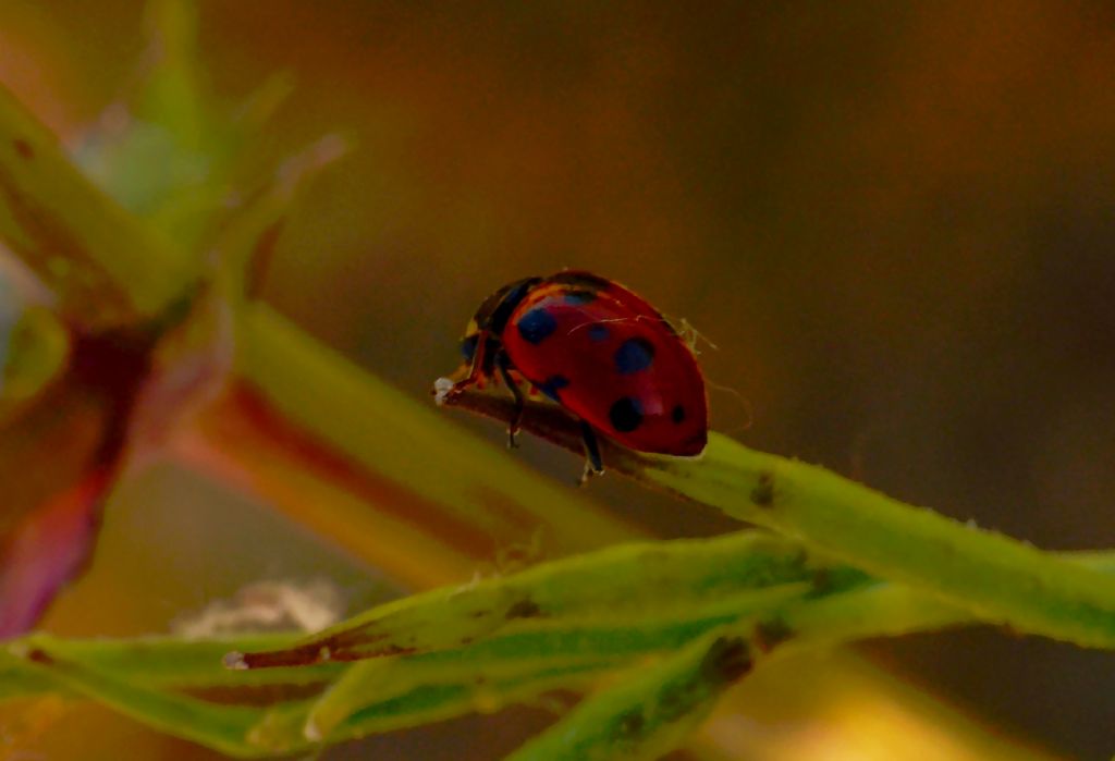 Coccinellidae: cfr. Ceratomegilla undecimnotata